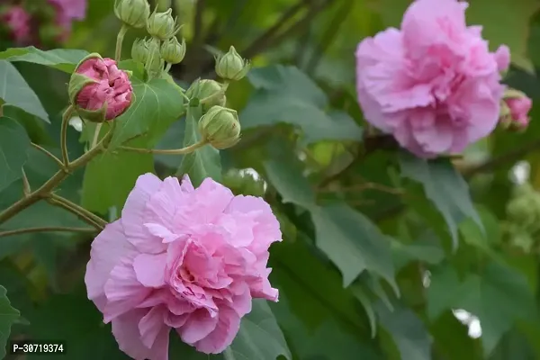 The Entacloo Lotus Plant Cotton rose3-thumb0