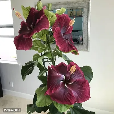 The Entacloo Hibiscus Plant Tropical Hibiscus flower Plant-thumb2