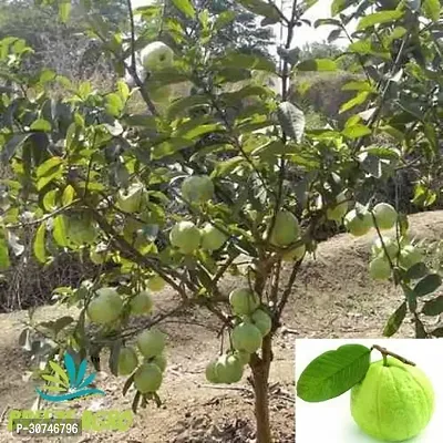 The Entacloo Guava Plant Guava Plant22-thumb0