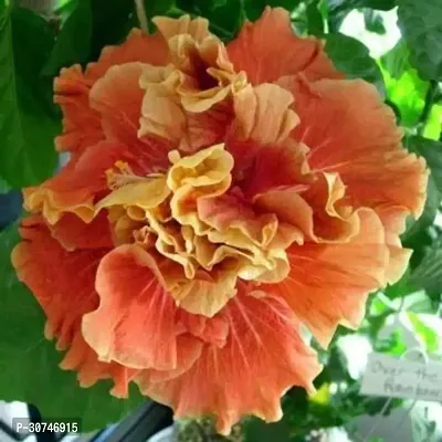 The Entacloo Hibiscus Plant Hibiscus Yellow Orange Blend 1 Healthy Live Plant-thumb0