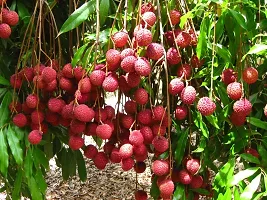 The Entacloo Litchi Plant Litchi Early Bombay Variety Lychee Fruit (Air layeredGrafted) Live PlantsTree(1-1.5 Ft Size)-thumb1