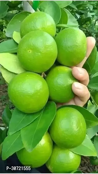 The Entacloo Lemon Plant HYBRID LEMON W1-thumb0