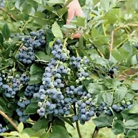 The Entacloo Karonda Plant Rare Hybrid Bush Blueberry Fruit Live Plant-thumb1