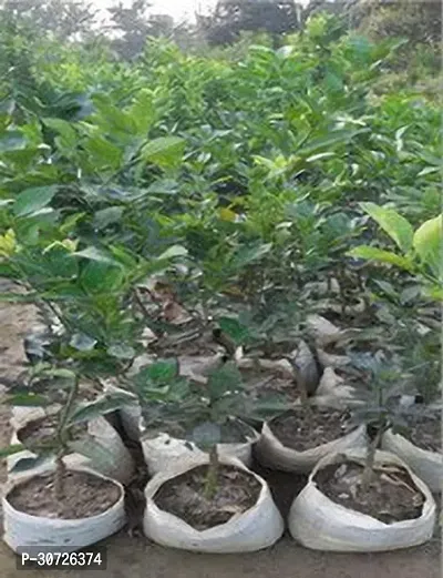 The Entacloo Lemon Plant Kamkot lemon fruit live plant Grefted.-thumb2