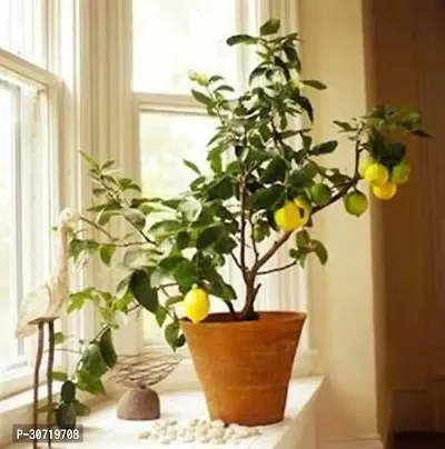 The Entacloo Lemon Plant xx101-thumb0