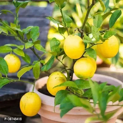 The Entacloo Lemon Plant Lemon Plant hybrid-thumb0