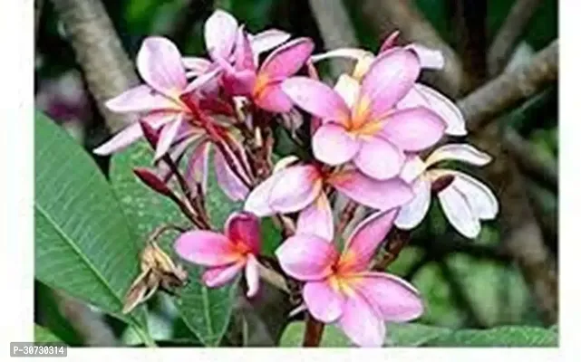 The Entacloo Plumeria Plant Natural AUSSIE PINK PLUMERIA rare variety with pot-thumb2