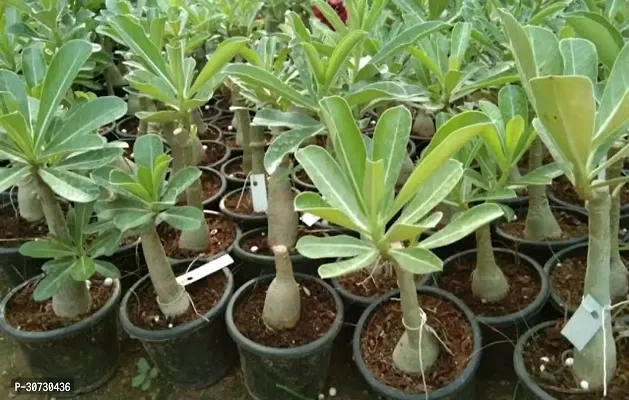 The Entacloo Adenium Plant Adenium 1-thumb2