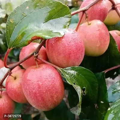 The Entacloo Ber Apple Plant Red kashmiri apple ber-thumb0