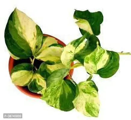 The Entacloo Money Plant Money Plant Marble Queenlive plant-thumb0