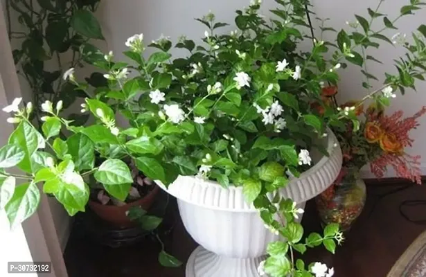 The Entacloo Mogra Flowering Plant White Mogra FloweringJasmine live plant-thumb0