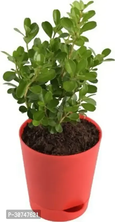 The Entacloo Ficus Plant Ficus Plant-thumb0