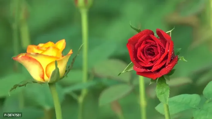 The Entacloo Rose Plant yellow and red plant-thumb0