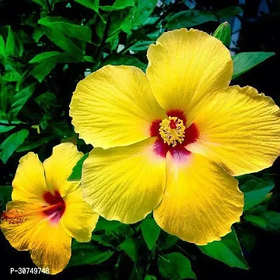 The Entacloo Hibiscus Plant Hibiscus Joba Yellow in Colour