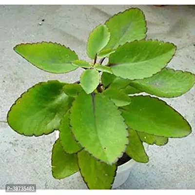 The Entacloo Bryophyllum PinnatumPatharchatta Plant patthar chatta (kalanchoe pinnata)-thumb2