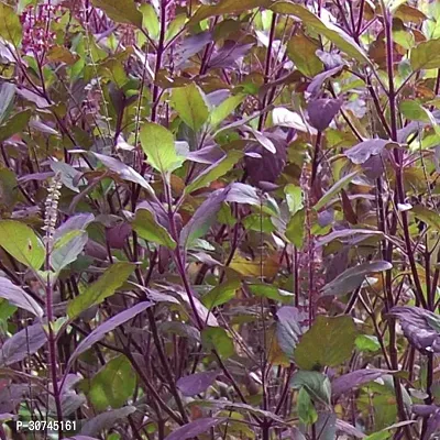 The Entacloo Tulsi Plant Rare Krishna Tulasi Plant-thumb0