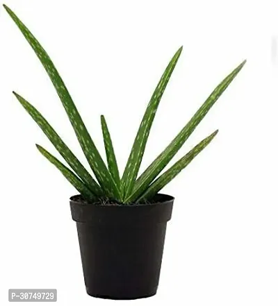 The Entacloo Aloe Vera Plant ezteALO4-thumb0