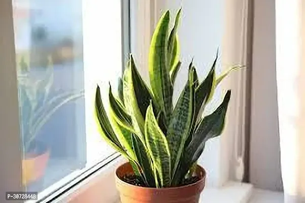 The Entacloo Snake Plant SNAKE PLANT OU77-thumb0