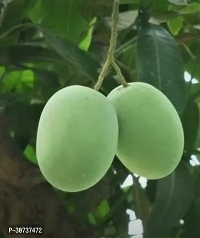 The Entacloo Mango Plant Langra Mango Plant-thumb3