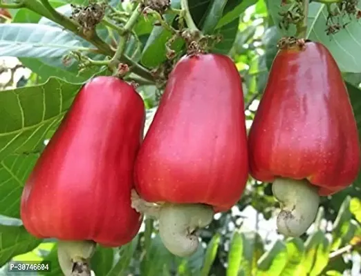 The Entacloo Cashew Plant CASHEW PLANTS HU-thumb2