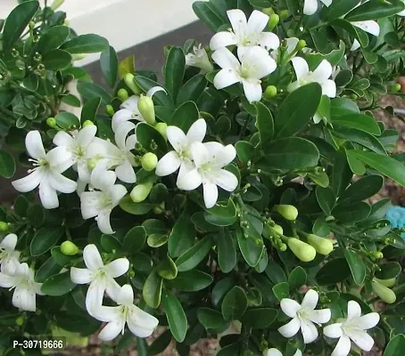 The Entacloo Murraya Paniculata Plant Murraya Panniculata-thumb0