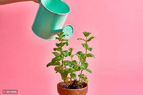 The Entacloo Mint Plant MINT PLANT BFR-thumb0