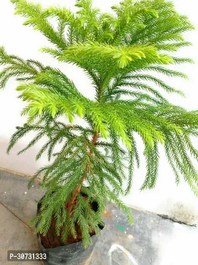 The Entacloo Christmas Tree Plant Christmas Tree Plant XxEe144-thumb0