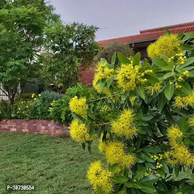 The Entacloo Camphor Plant Yellow First Love Flowers Live Plant A19-thumb0