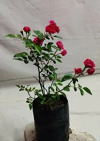 The Entacloo Rose Plant miniature rose HAJARI ROSE-thumb1