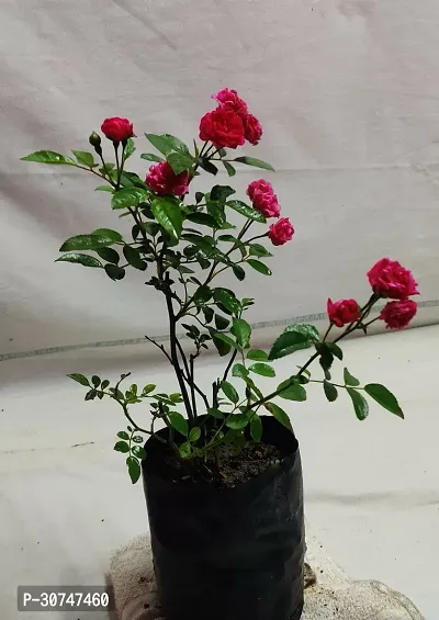 The Entacloo Rose Plant miniature rose HAJARI ROSE-thumb2