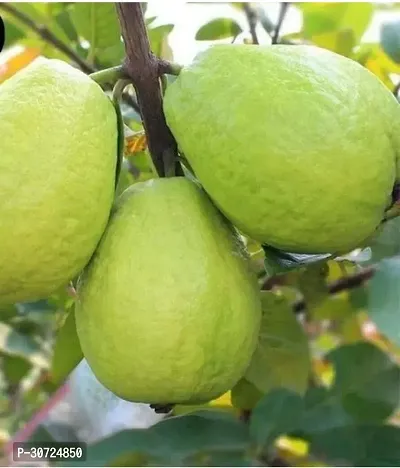 The Entacloo Guava Plant GUAVA HYBRIDE B29-thumb0