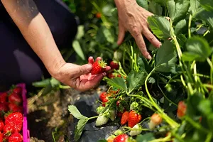 The Entacloo Strawberry Plant Fragaria ananassa-thumb2