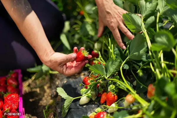 The Entacloo Strawberry Plant Fragaria ananassa-thumb3