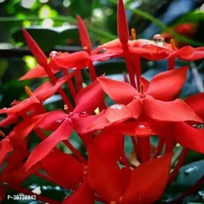 The Entacloo Trothic IxoraChethi Plant Trothic Ixora Chethi Red Plant Live Flower Disha-202087-thumb0