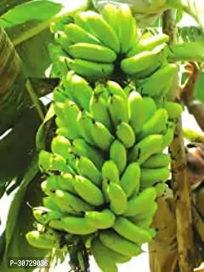 The Entacloo Banana Plant banana20 m-thumb2