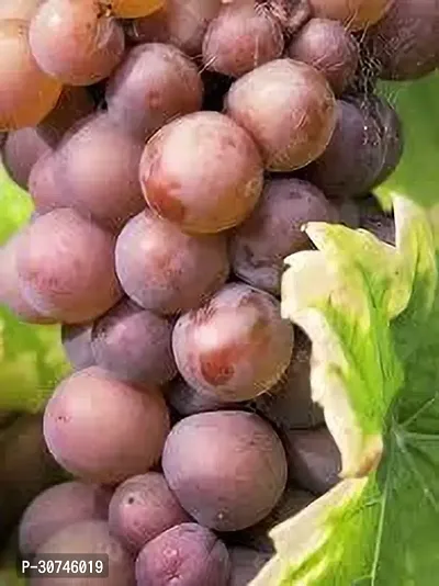 The Entacloo Grape Plant GRAPES PLANT SS0OO-thumb0