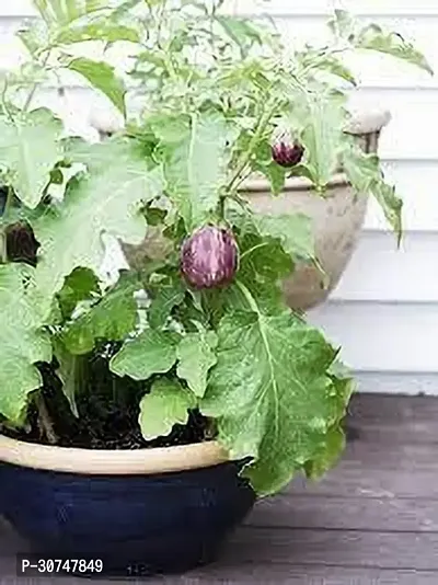 The Entacloo Brinjal BRINJAL PLANT KKU-thumb0