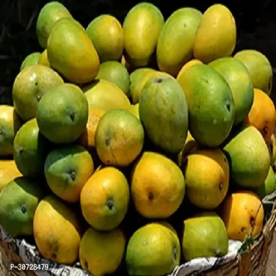 The Entacloo Mango Plant Saranga Mango Plant-Grafted-thumb0