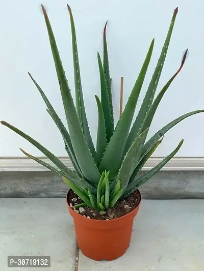 The Entacloo Aloe Vera Plant aloe vera plant 7088-thumb0