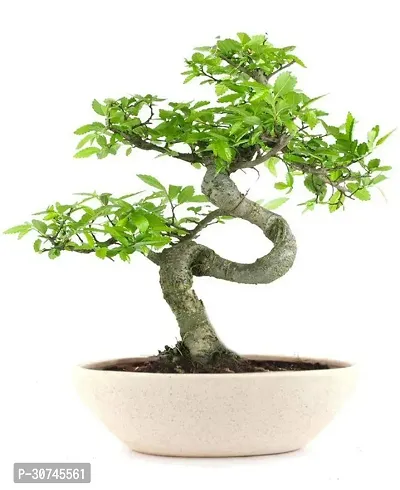 The Entacloo Ficus Bonsai Plant CFGV71-thumb0