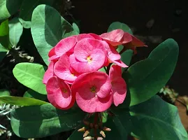 The Entacloo Euphorbia Plant Euphorbia Mili Flower ( deep red )-thumb2