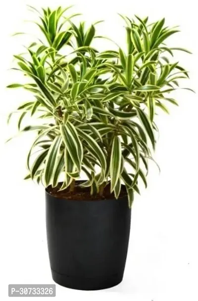 The Entacloo Dracaena Plant Dracaena Cinnabari Song of India plant,Good Luck Special Plant-thumb0