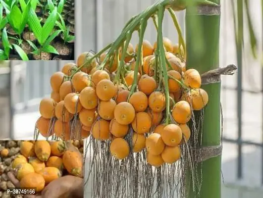 The Entacloo Betel NutSupari Plant betel nutF-thumb0