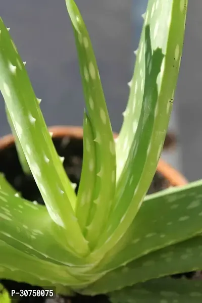 The Entacloo Aloe Vera Plant ALOE VERA PLANT-thumb0