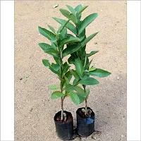 The Entacloo Guava Plant Baruipur Guava live plant, Amrood plant (1.5-2.5 feet-thumb1