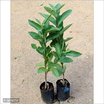 The Entacloo Guava Plant Baruipur Guava live plant, Amrood plant (1.5-2.5 feet-thumb2