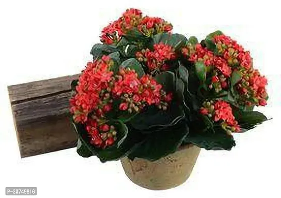 The Entacloo Kalanchoe Plant EGRDN_770-thumb0