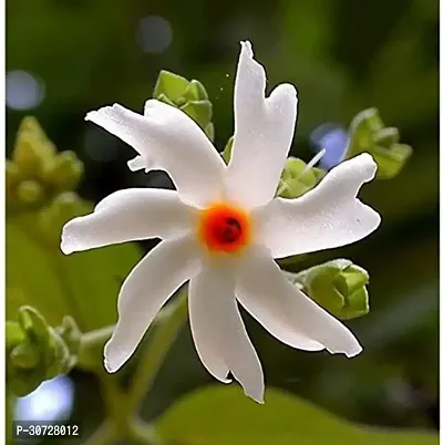 The Entacloo Night Bloom Jasmine Plant JHNM116-thumb0