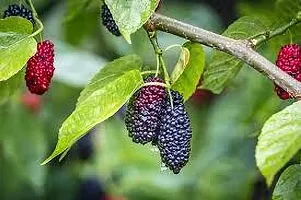 The Entacloo Berry Plant MULBERRY PLANT KJ-thumb1