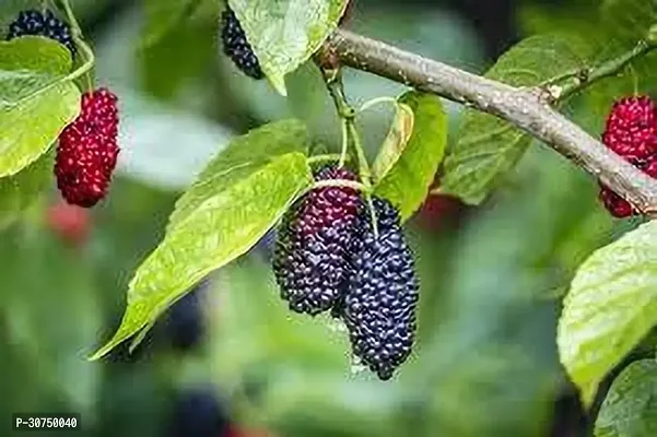 The Entacloo Berry Plant MULBERRY PLANT KJ-thumb2